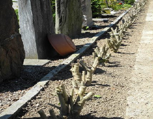 Friedh-Sch�ssel-1 Friedh-Sch�ssel-1